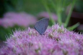 delicate butterfly on the violet flower