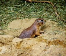 prairie dog in hole