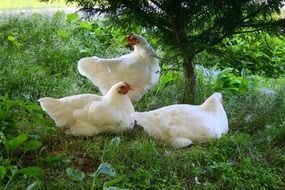 white domestic chickens on green grass