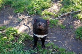 Tasmanian Devil animal