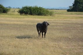 wild Buffalo in Africa