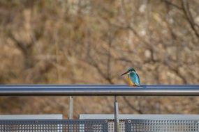 kingfisher bird on a metal pipe