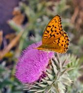 Orange and black butterfly on the purple flower