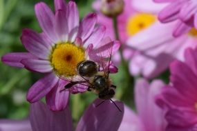 Daisies Bee macro