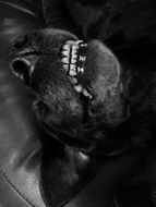 Picture of Dog's Teeth