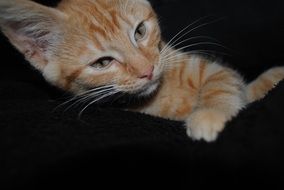 red kitten on a black bedspread