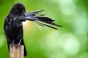 fascinating Bird Crow Black