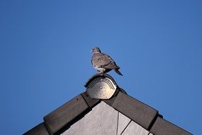 wild dove on the roof of the building