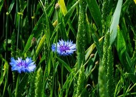 two Cornflowers on Edge Of Field