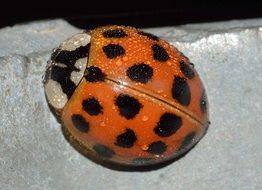 drops of dew on a ladybug