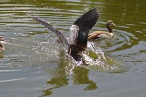 Colorful Geese are swimming in the water