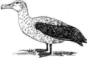 Picture of albatross