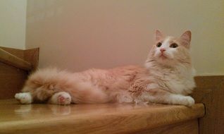 cute fluffy domestic cat
