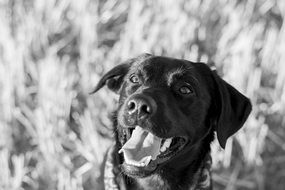 black dog with mouth open