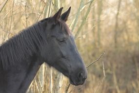 cute and beautiful Horse Head