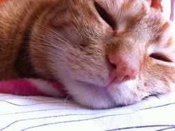 ginger cat in relaxation
