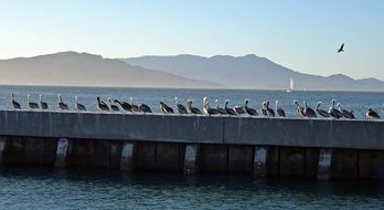 pelicans on the pier in San Francisco