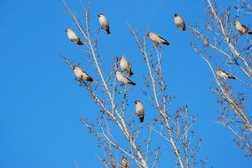 beautiful Waxwing birds Flock