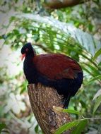 Otidiphaps nobilis, Pheasant pigeon on tree at wild