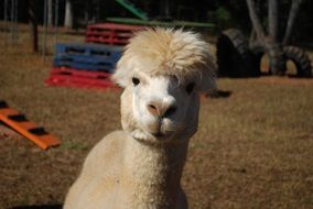 stunningly beautiful Alpaca Farm