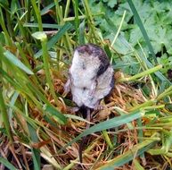 european shrew, babies