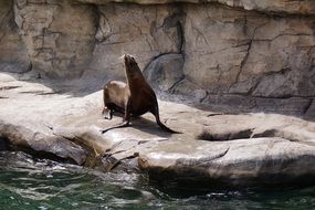 puffy sea lion on a stone shore in a zoo