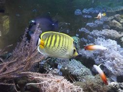 A lot of beautiful types of fishes in the aquarium