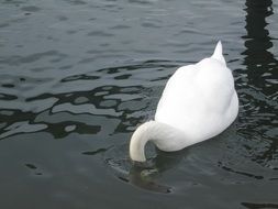 the swan is fishing in the water