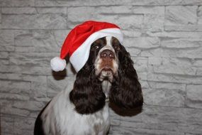 Spaniel Dog in Christmas hat
