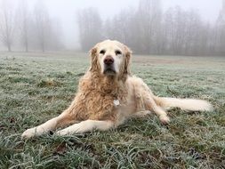 curly golden retriever on a foggy day