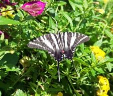 scarce swallowtail on the flower