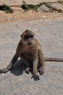 wild monkey in Thailand