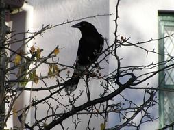 blackbird on a tree near the house
