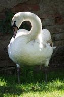 White Aqueous Swan