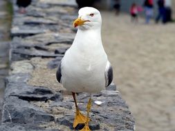 gull on the railing