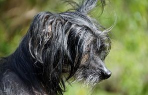 portrait of a chinese crested dog