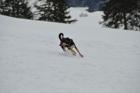 bicolor teater runs in the snow
