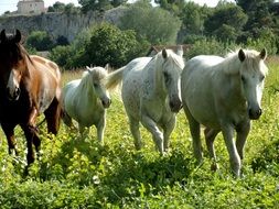 white and brown horses on a meadow