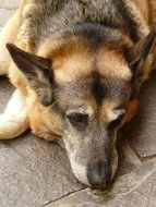 portrait of the dog is lying on the ground outside