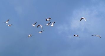 A flock of gulls fly in the sky