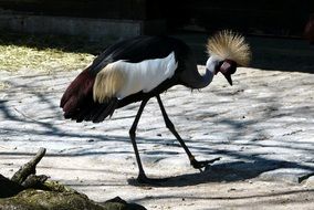 walking grey crowned crane