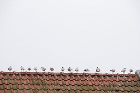 Roof Bird Seagull Row