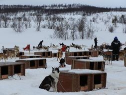 Dogs in Norway