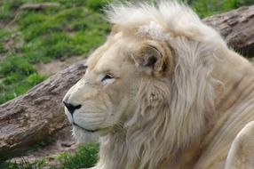 Lion Philadelphia Zoo