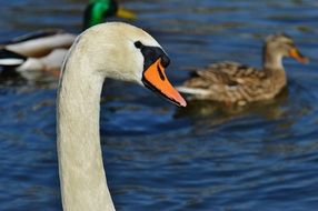 White Swan with ducks on the pond