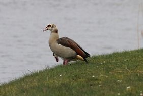geese on a green meadow near the lake