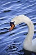 stunningly beautiful Swan portrait