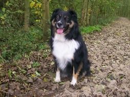 australian shepherd in the forest