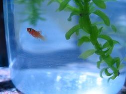 small Goldfish in jar with water