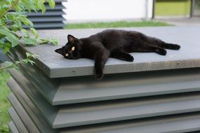 black cat in relaxation